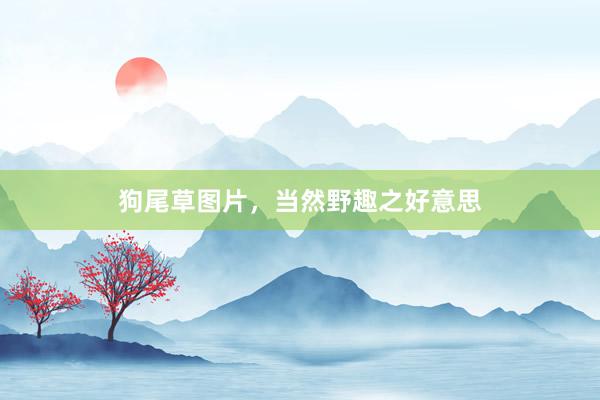 狗尾草图片，当然野趣之好意思